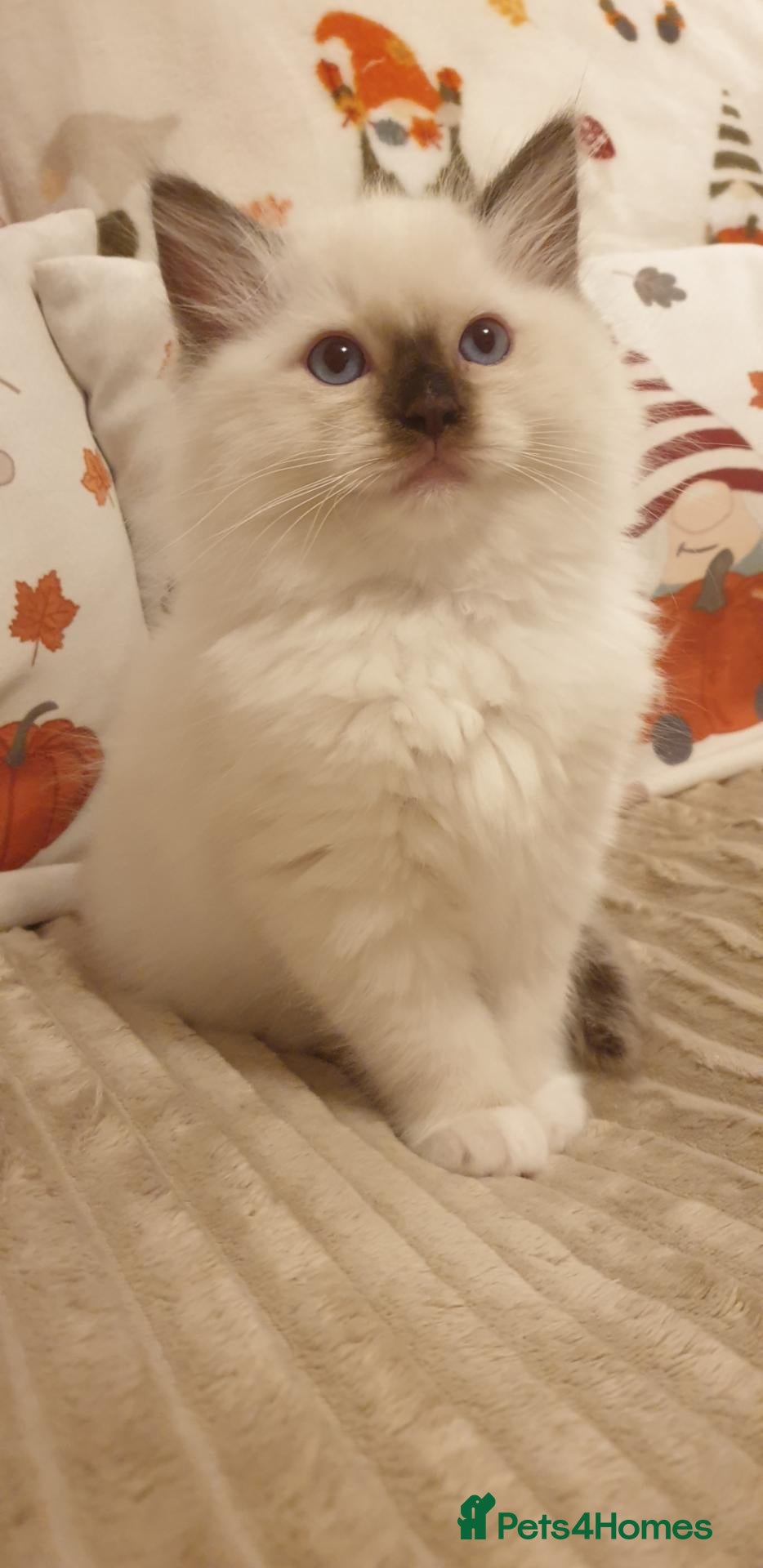 Ragdoll cats for sale: 1 beautiful Chocolate boy left. Fully Vaccinated - Advert 1