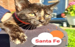 Mixed Breed cats for sale: Norwegian x pixiebob kittens mix available  - Image 34