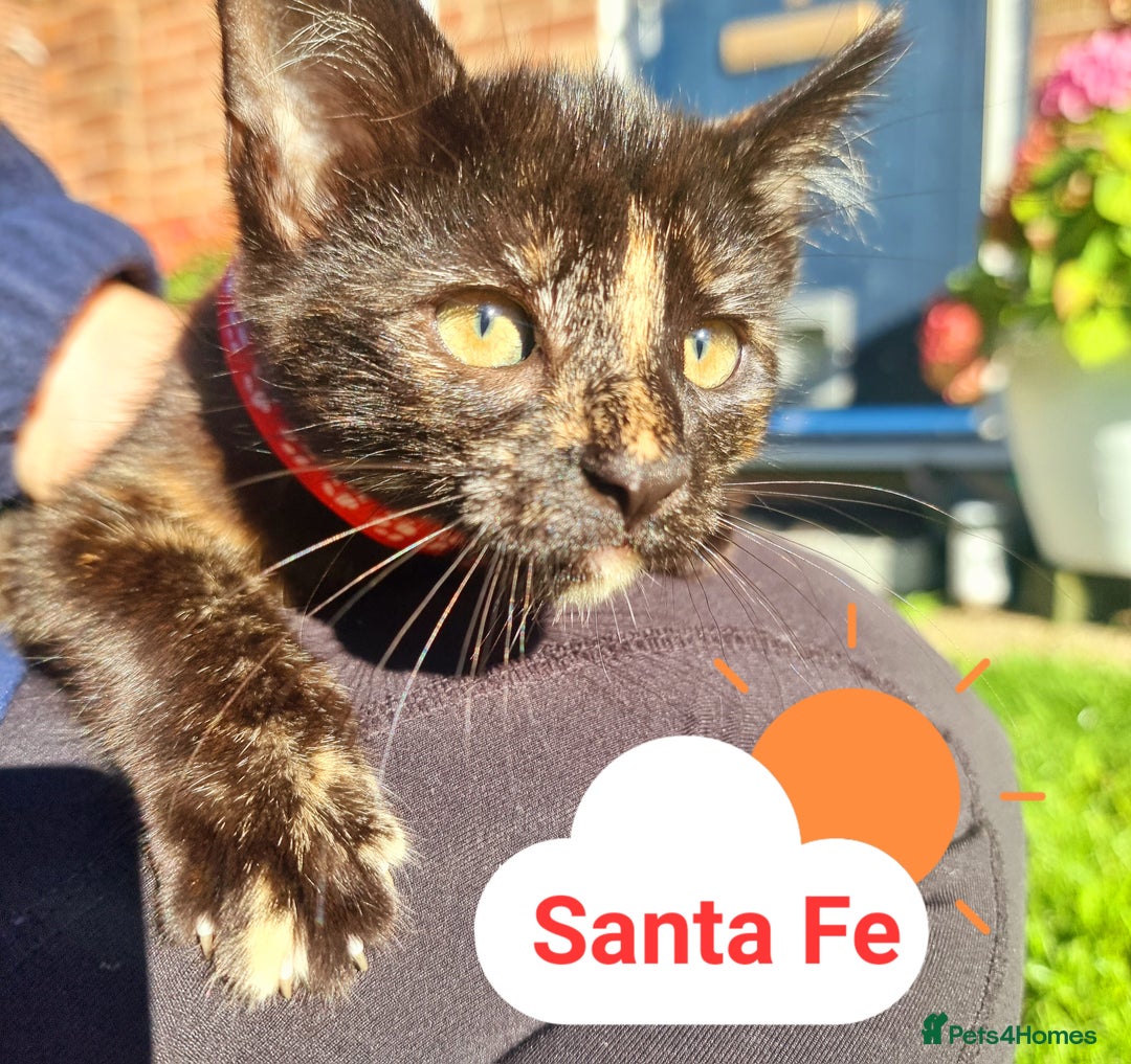 Mixed Breed cats for sale: Norwegian x pixiebob kittens mix available  - Image 34