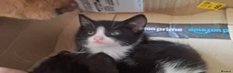 Mixed Breed cats for sale: 6 black and white kittens - Advert 8