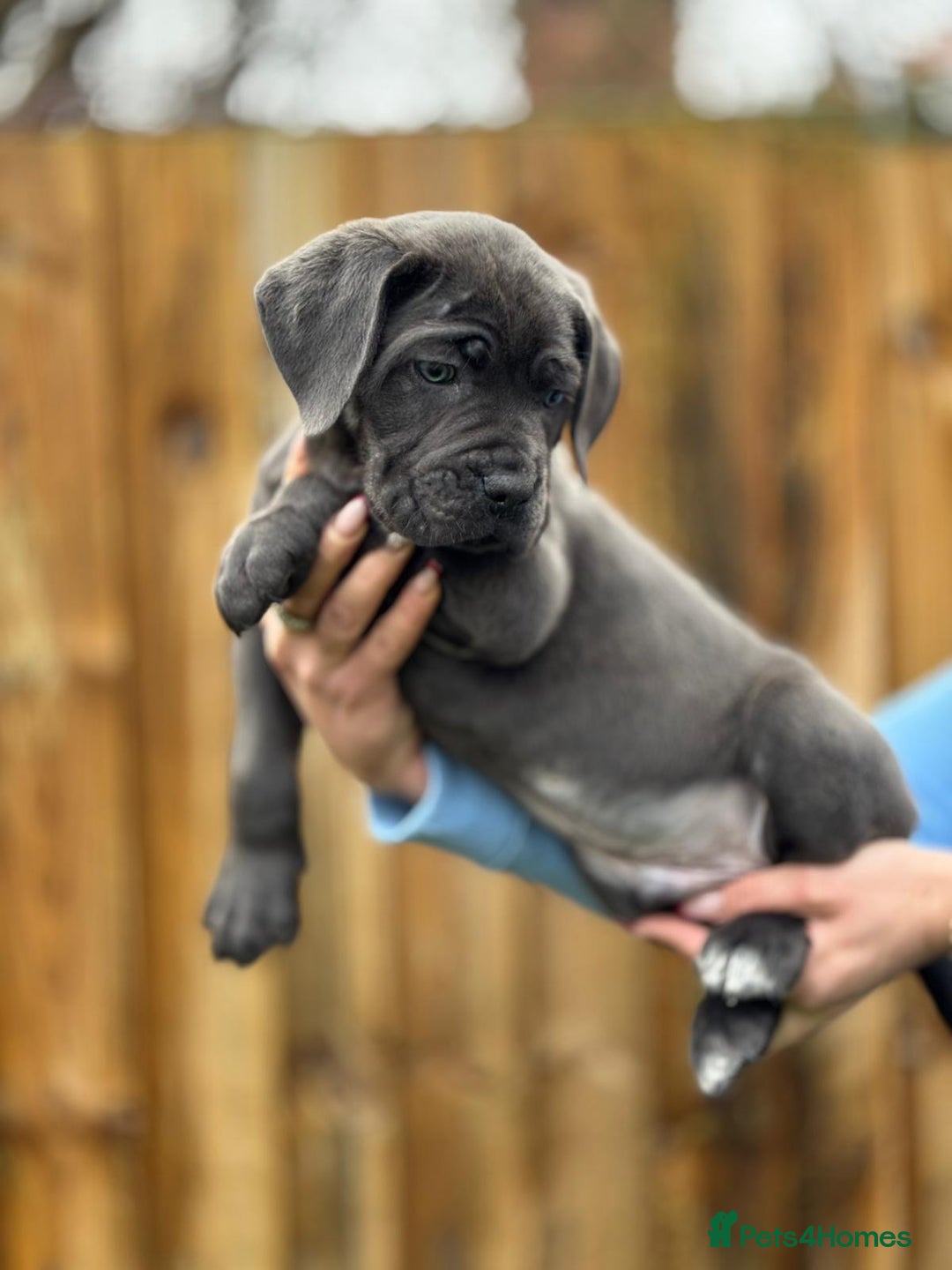 Cane Corso dogs for sale: Balestra Magica Corso IKC/FCI  - Advert 20