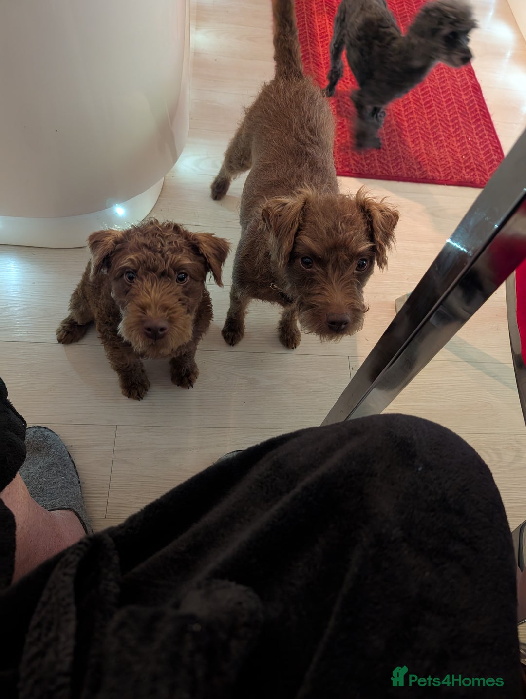 Patterdale Terrier dogs for sale: Pepsi 💩 Poo Needs a New Forever Home  - Advert 6