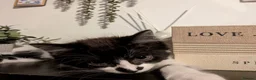 British Longhair cats for sale: Beautiful black & white kitten  in Stratford-upon-Avon - Advert 3