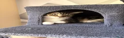 Domestic Shorthair cats for sale: Gizmo looking for a new home  - Advert 4