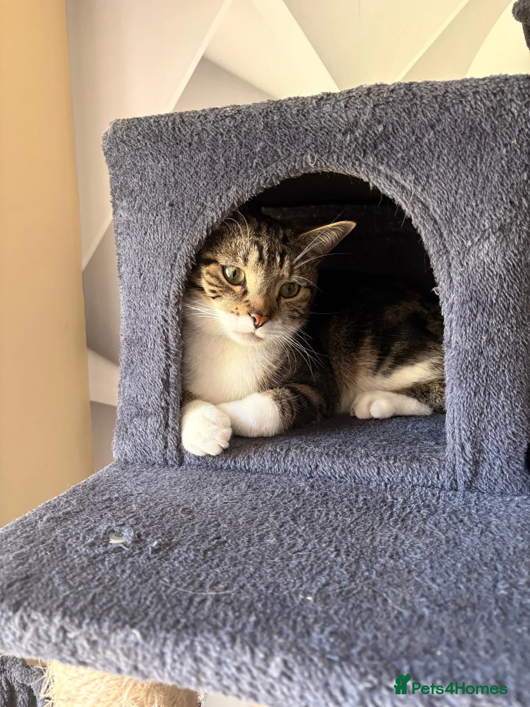 Domestic Shorthair cats for sale: Gizmo looking for a new home  - Advert 4