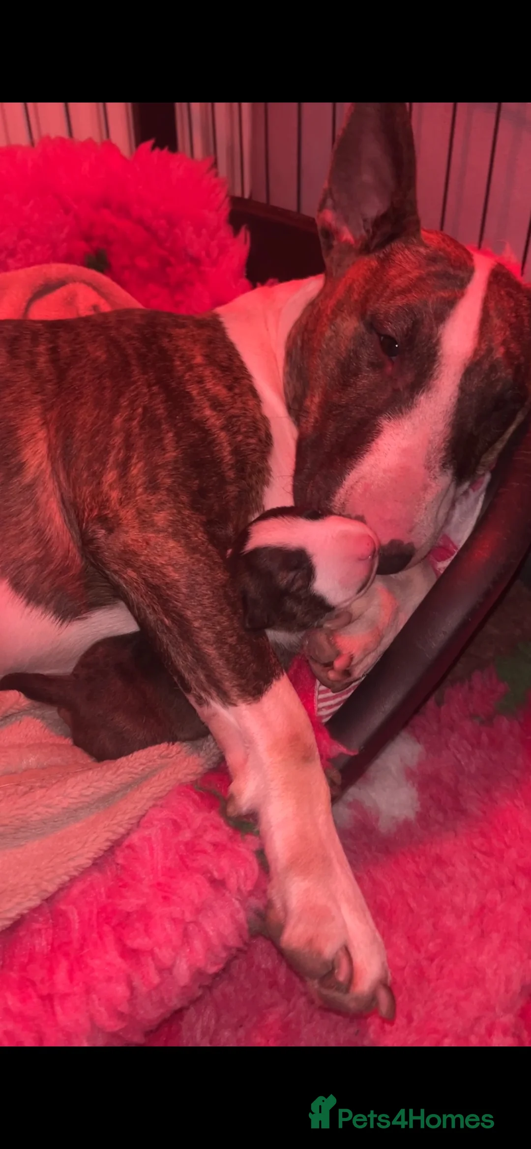 Bull Terrier dogs for sale: Bull terrier standard. KC registered. BOY - Advert 12