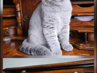 British Shorthair cats Truly beautiful British Shorthair kittens NEUTERED - Advert 4