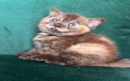 British Shorthair cats for sale: 2 beautiful BritishShorthair Colourpointed❤️‍🔥💝  - Image 7