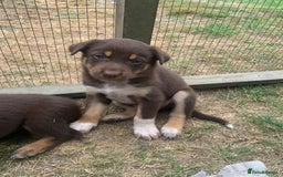 Australian Kelpie dogs for sale: Red kelpie puppy  - Advert 1