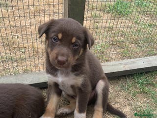 Australian Kelpie dogs Red kelpie puppy - Advert 2