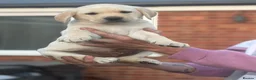 Labrador Retriever dogs for sale: Labrador puppies  - Advert 3
