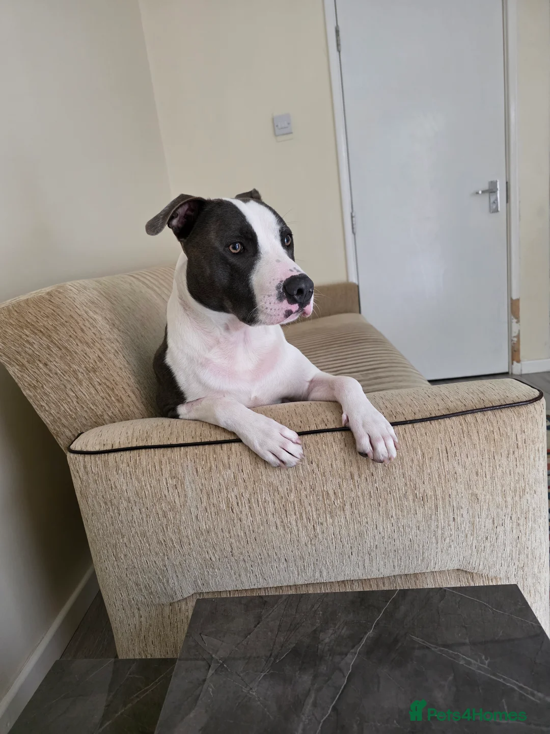 Mixed Breed dogs for sale: 2 year old Staffy x Pit Rocky. Needs loving home. - Advert 6