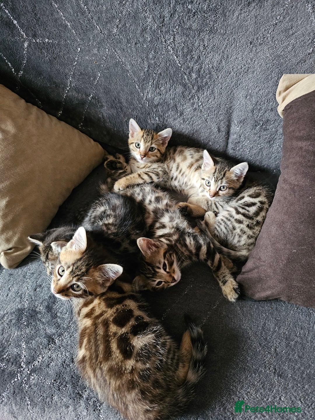 Bengal cats for sale: Bengal kittens  - Image 9