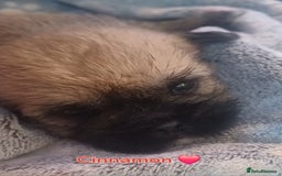 Shih Tzu dogs for sale: Beautiful trio colours Shihtzu puppies 1 left ❤️ - Image 7