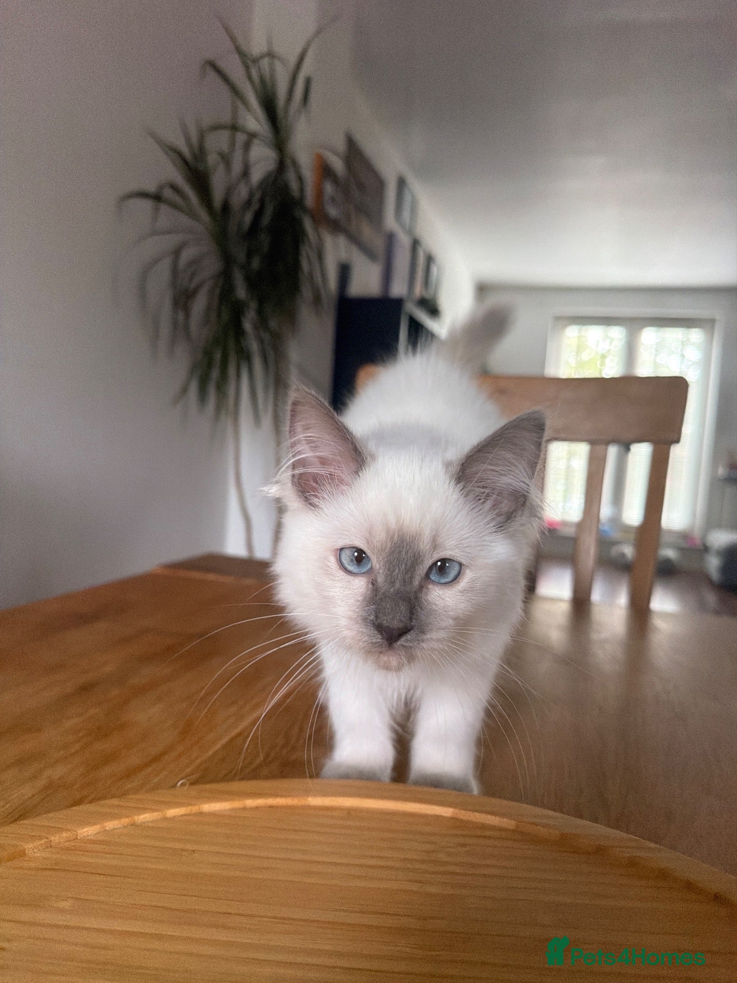 Ragdoll cats for sale: Pedigree Pure Ragdoll babies  - Advert 2