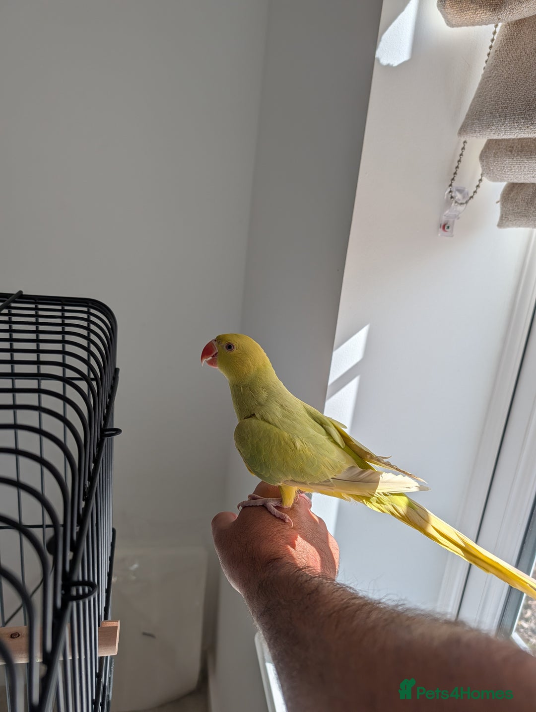 Ringnecks birds for sale: ​For Sale: Young Lutino Indian Ringneck - Image 2