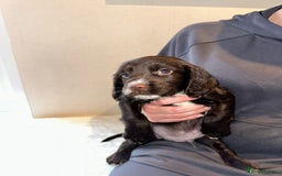 Cocker Spaniel dogs for sale: 5 GORGEOUS COCKERS    - Image 4