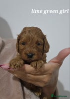 Cockapoo dogs Beautiful F1 Cockapoo puppies - Advert 3