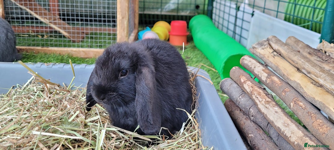 Mini Lop rabbits for sale: Beautiful Mini Lops - READY TO LEAVE  - Image 16