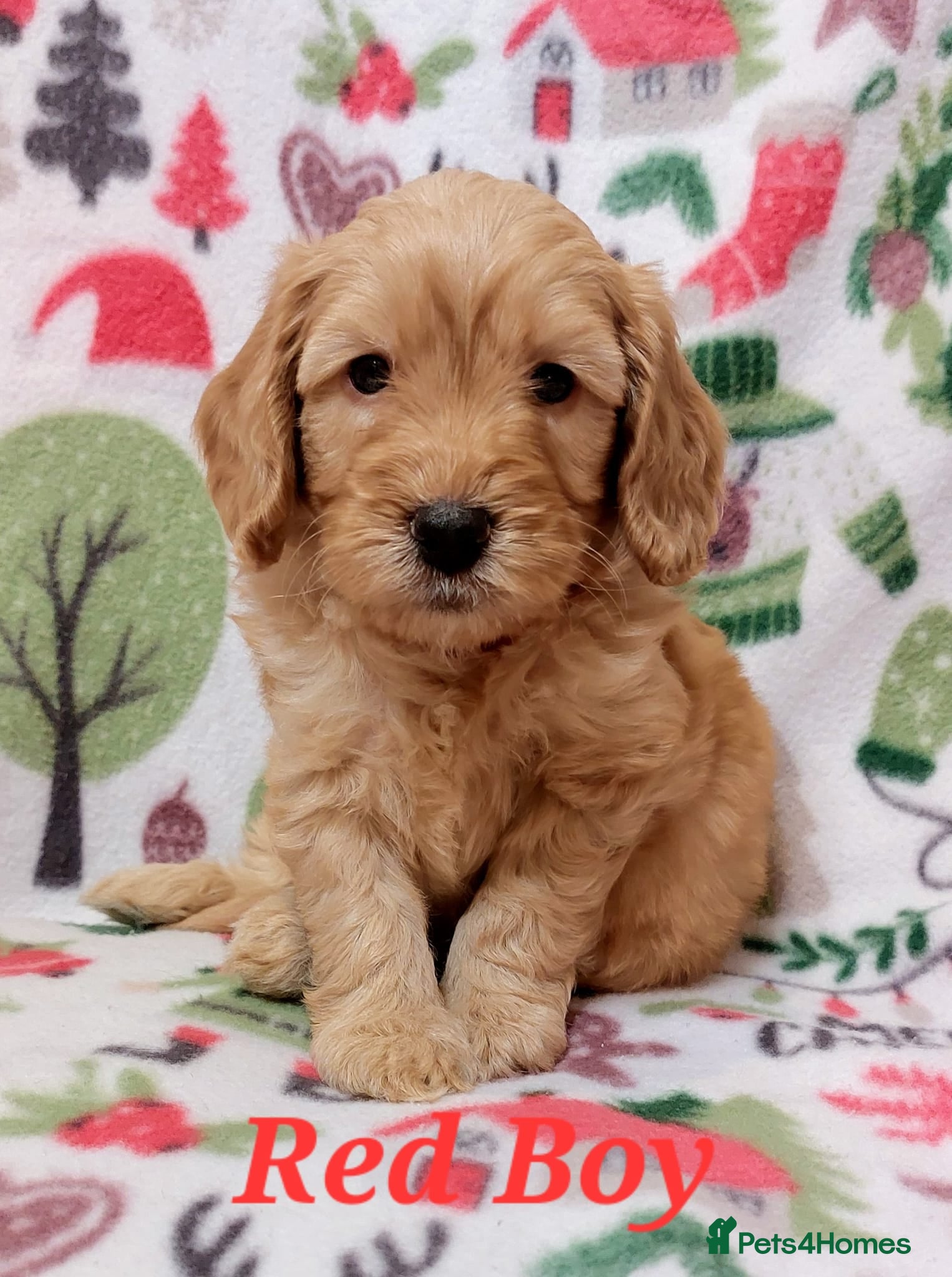 Cockapoo dogs READY NOW! well socialised, trained,F1b cockapoos  - Advert 17
