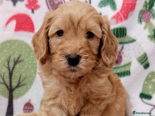 Cockapoo dogs READY NOW! well socialised, trained,F1b cockapoos - Advert 17