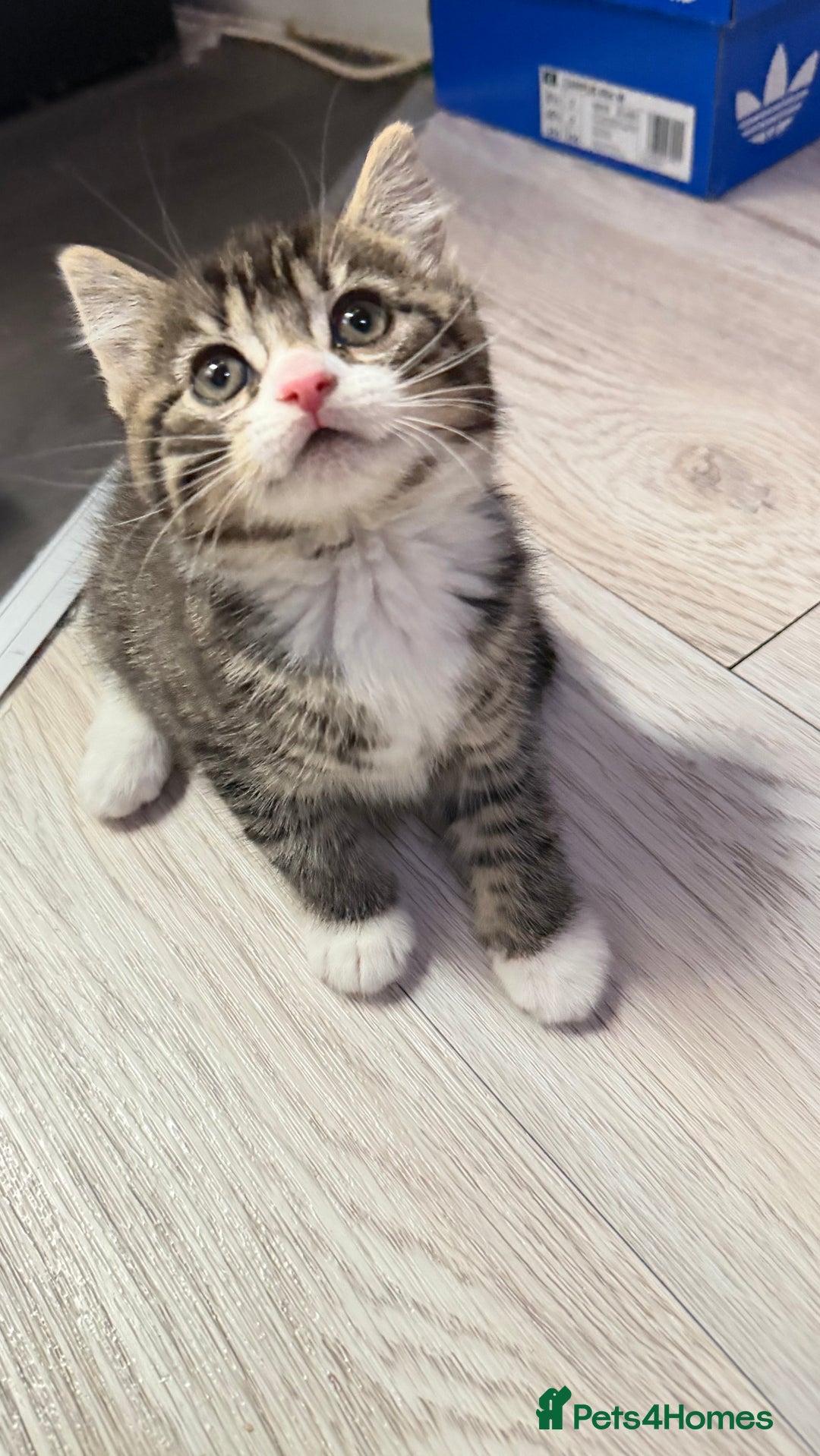 Mixed Breed cats for sale: Beautiful half Scottish folds  - Advert 2