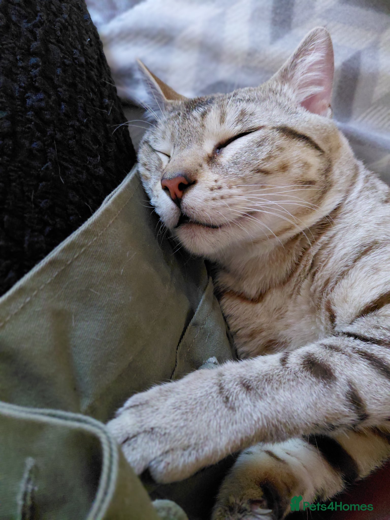 Bengal cats for sale: Snow Bengal cat for sale - Advert 14