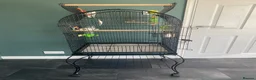 Budgerigars birds for sale: 2 Female Budgies  in Camberley - Advert 4