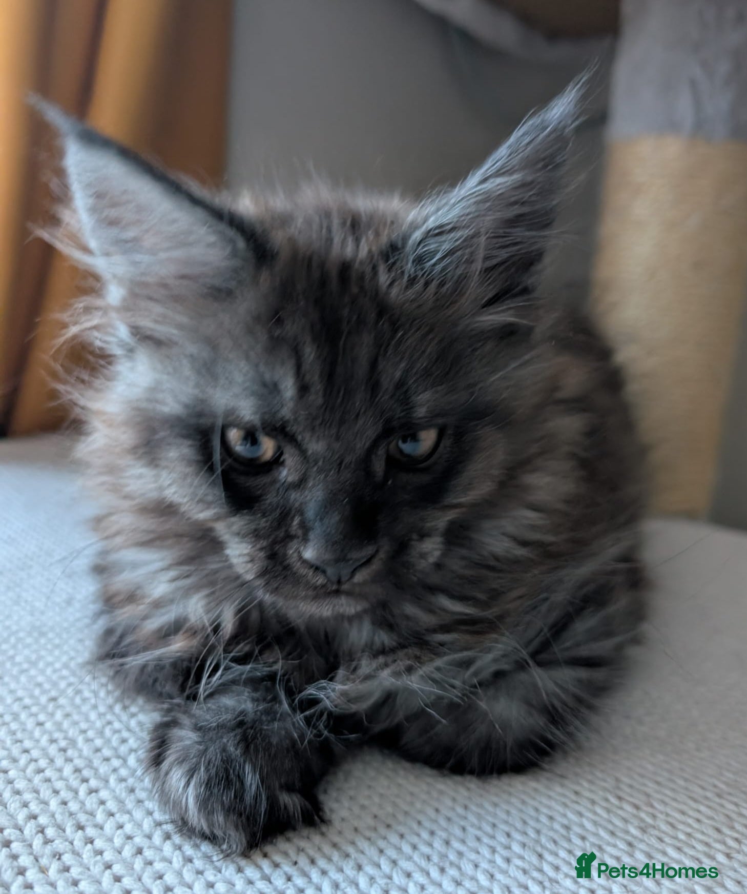 Maine Coon cats PEDIGREE BLACK SMOKE MAINE COON MALE TICA  - Advert 6