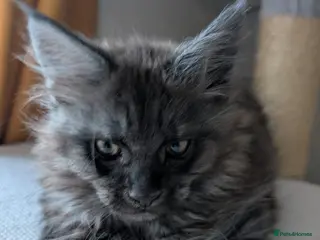 Maine Coon cats PEDIGREE BLACK SMOKE MAINE COON MALE TICA - Advert 2