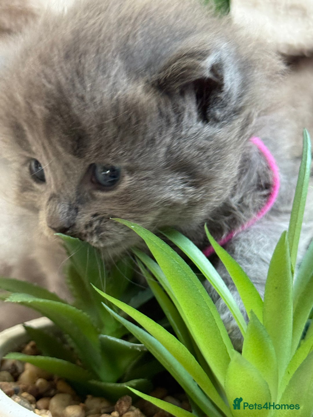 Maine Coon cats for sale: Adorable Blue Maine coon kittens - Image 2