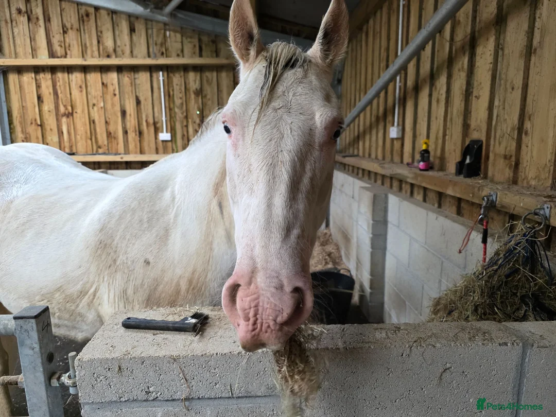Welsh Section D horses for sale: 14.3hh Cob x paint 14 Year old gelding  - Advert 2