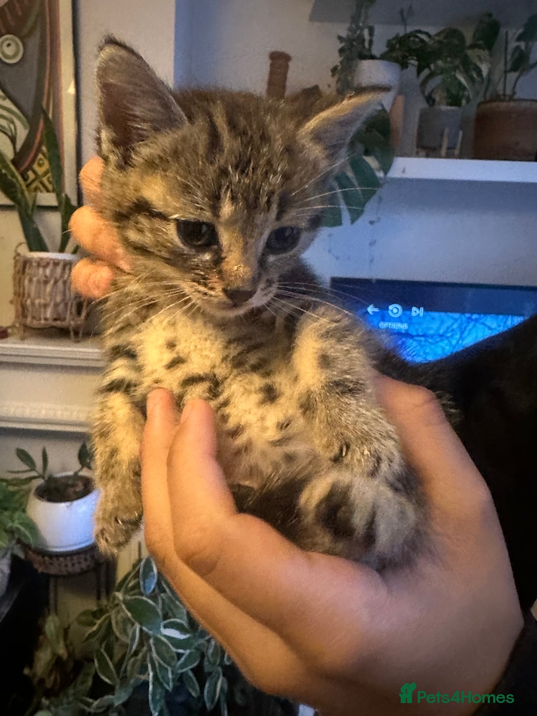 Mixed Breed cats for sale: 3 Beautiful Kittens Remaining  - Image 18