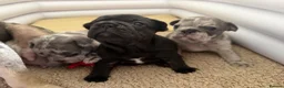 French Bulldog dogs for sale: KC/DWKC Registered French Bulldog Puppies - Advert 10