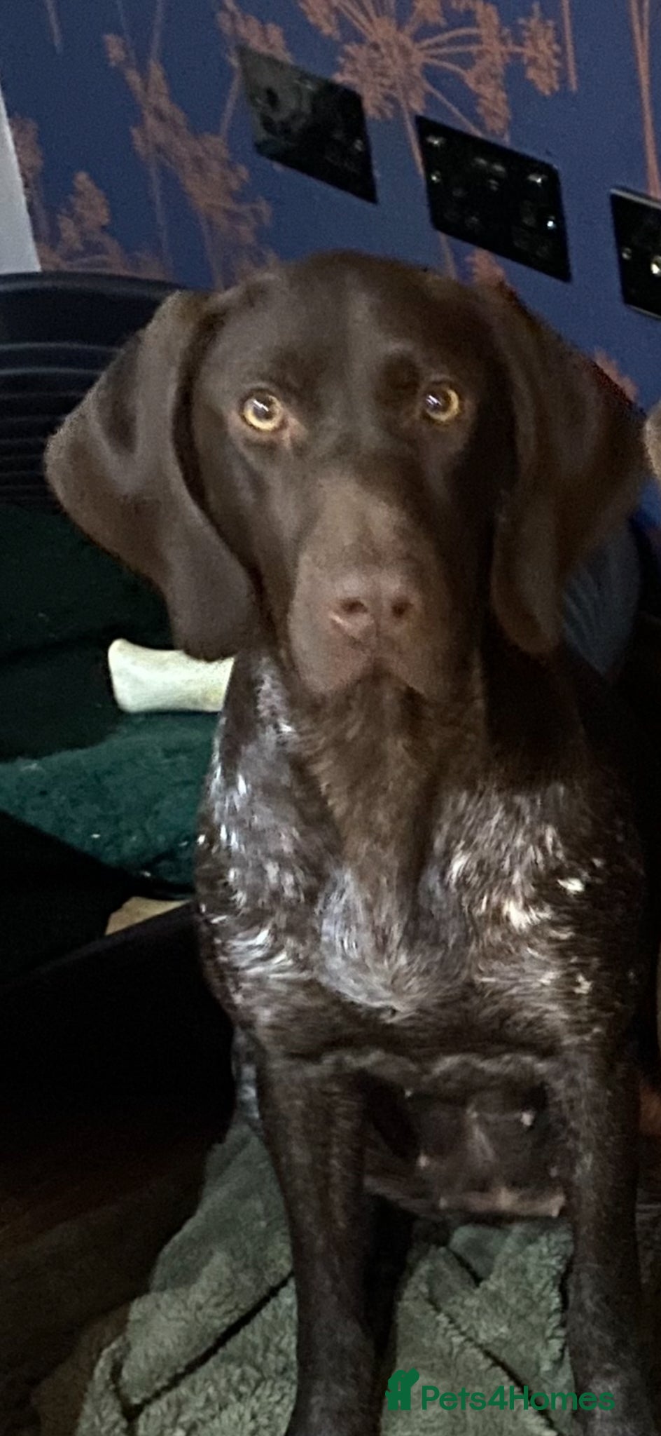 German Shorthaired Pointer dogs for sale: 4 year old beautiful pointer  - Advert 2
