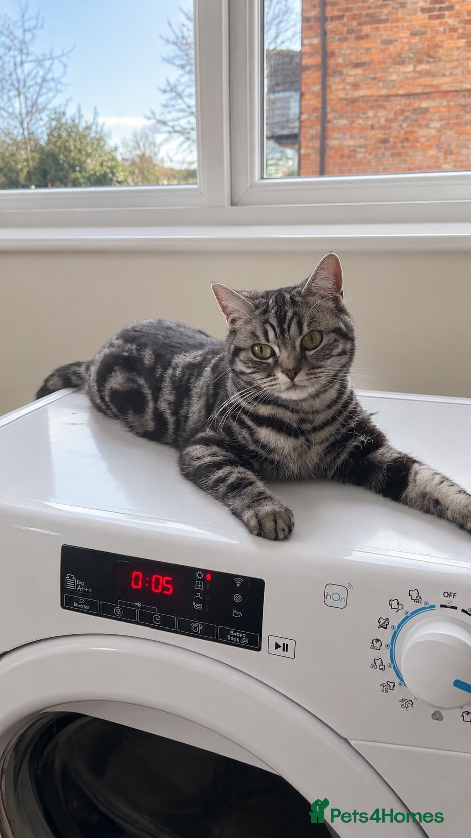 British Shorthair cats British shorthair kittens  - Advert 1
