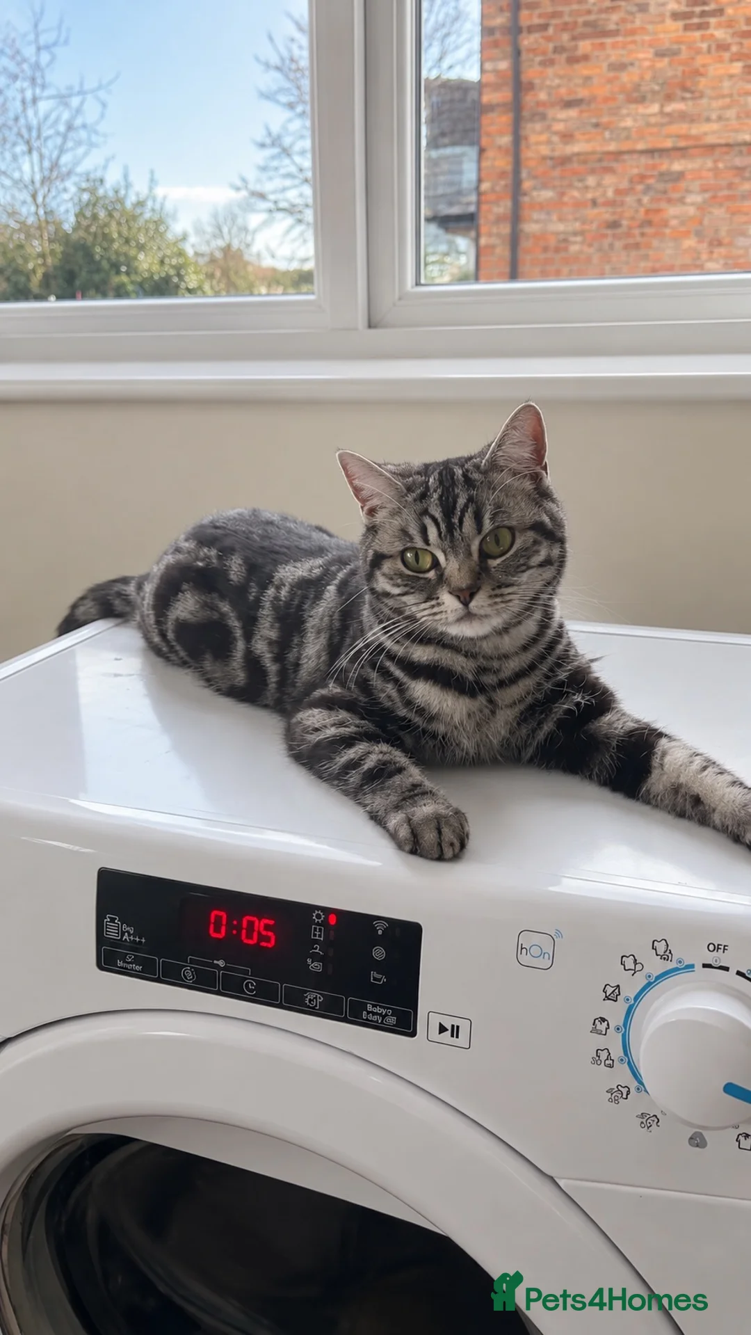 British Shorthair cats for sale: British shorthair kittens  in Manchester - Advert 1