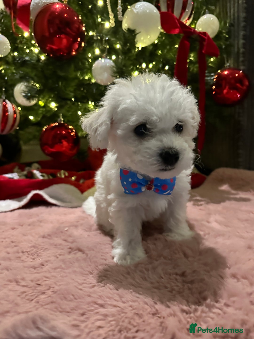 Bichon Frise dogs for sale: Pure Pedigree Champion Bloodline Bichon Frise  - Advert 8