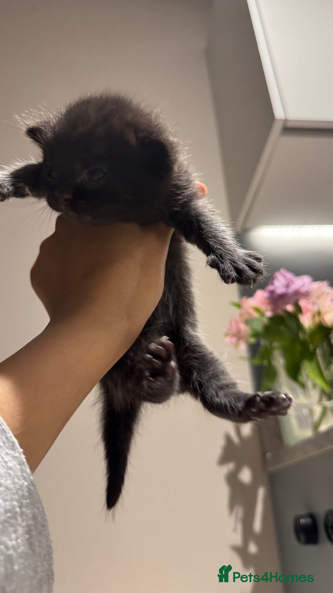 British Shorthair cats for sale: 🐾✨ Looking for Their Forever Home ✨🐾 - Image 15
