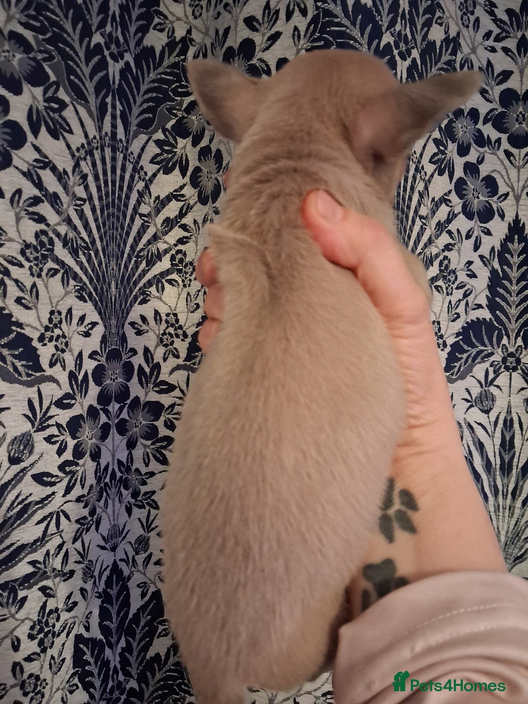 Chihuahua dogs for sale: Chihuahuas ready now - Advert 4