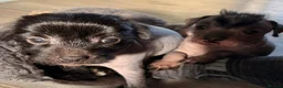 Mixed Breed dogs for sale: Chinese Crested - Advert 5