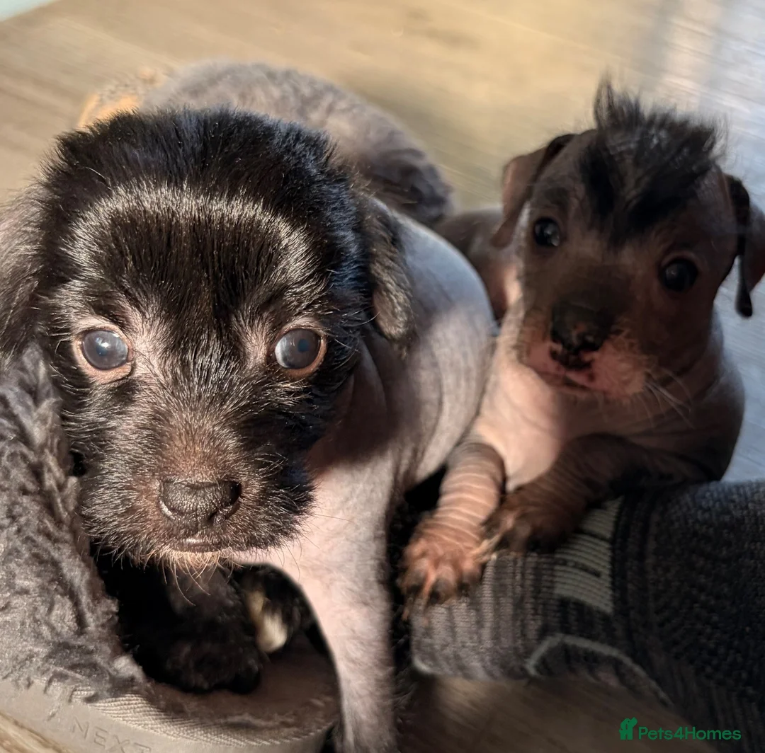 Mixed Breed dogs for sale: Chinese Crested - Advert 5