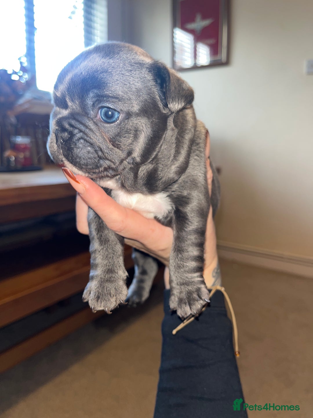 French Bulldog dogs for sale: Blue French bulldogs - Image 16