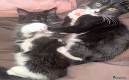 British Shorthair cats for sale: three lovely ladies for sale - Image 13