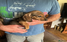 Dachshund dogs for sale: Dachshunds pure bred puppies for sale - Image 17