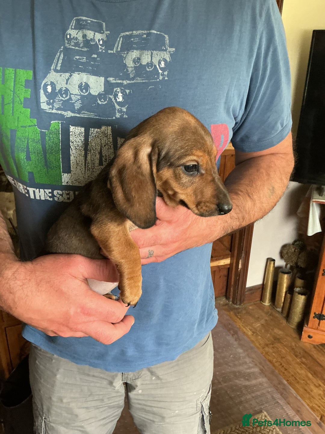Dachshund dogs for sale: Dachshunds pure bred puppies for sale - Image 17