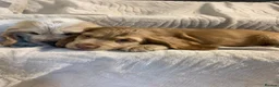 Cocker Spaniel dogs for sale: Stunning Show Type Cocker spaniels Ready Now!!  - Advert 10