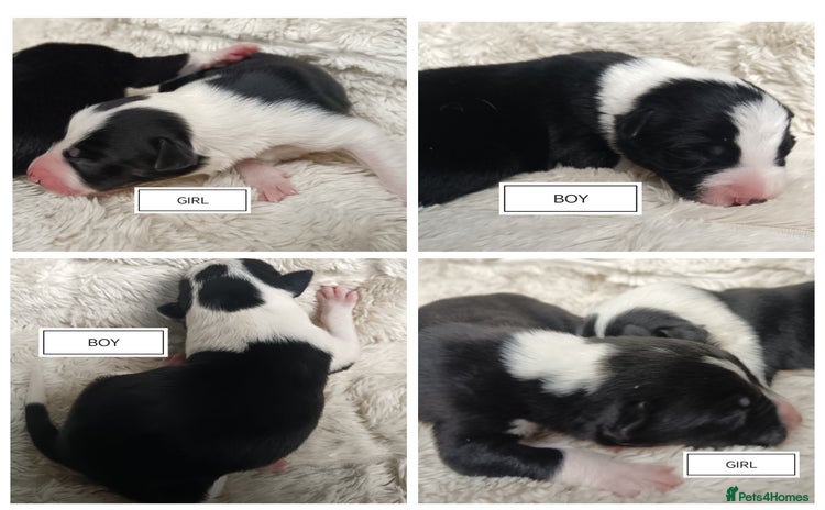 Border Collie dogs - Advert 5