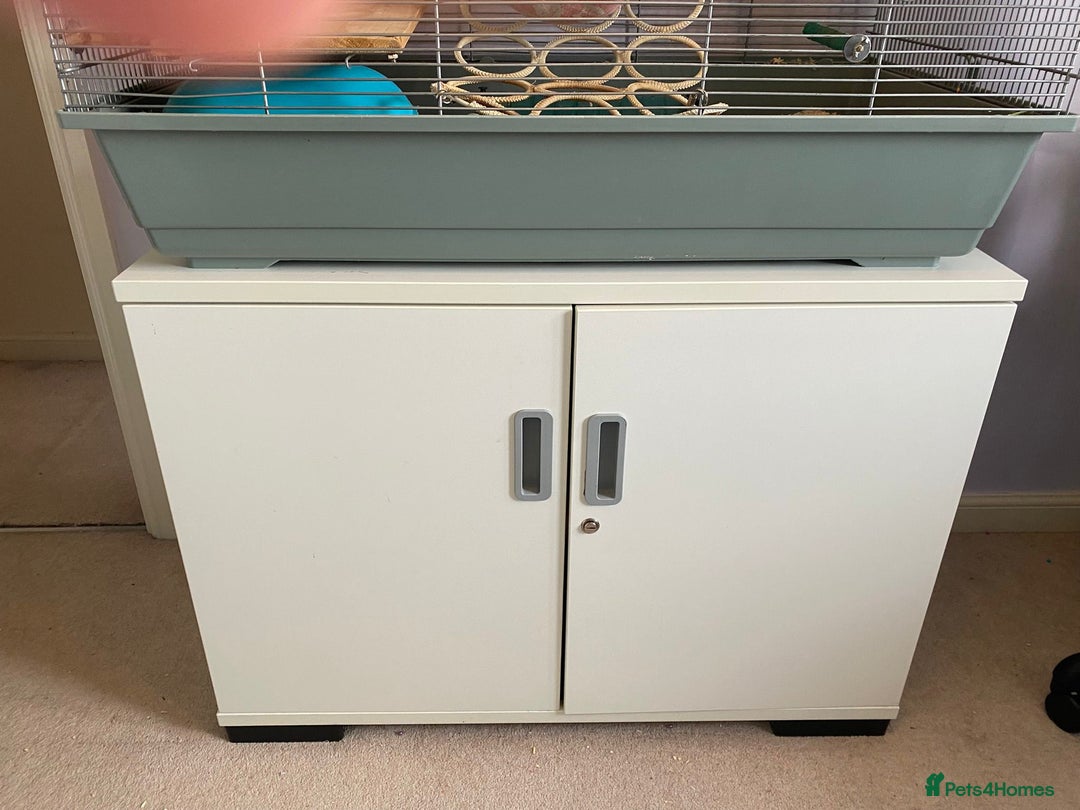 Rat rodents for sale: 😢 IT IS TIME. Ozzy and Murphy Need a New Home 🐀  - Advert 2