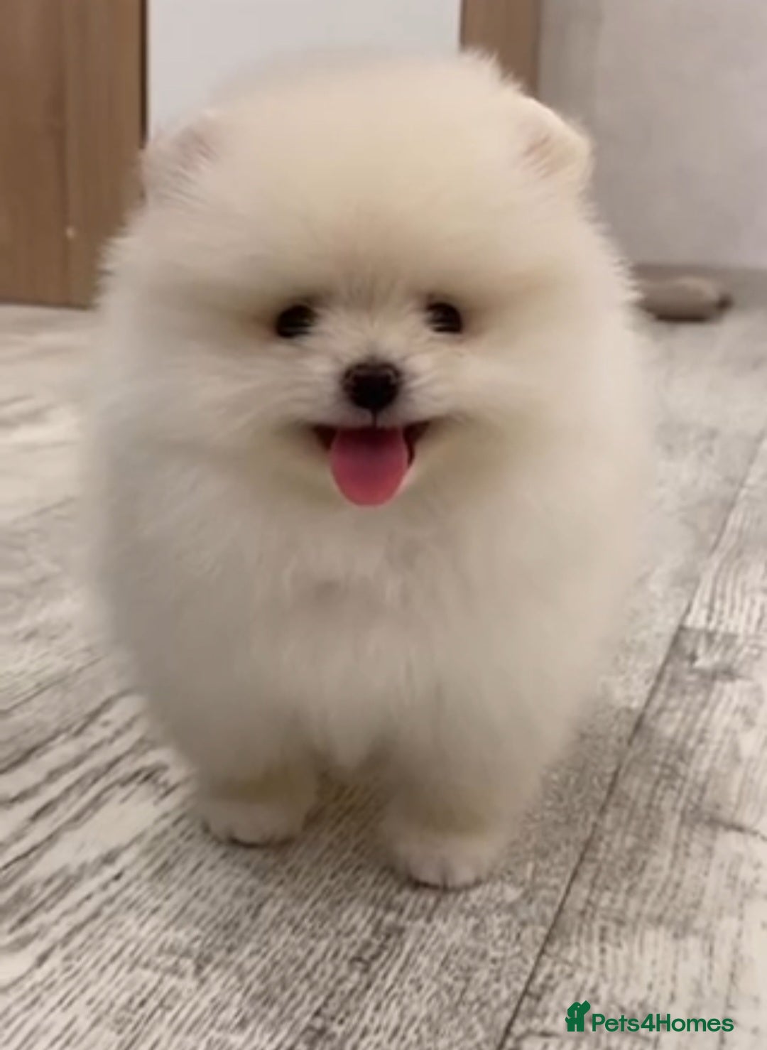 Pomeranian dogs for stud: Kc Pomeranian Male For STUD DUTIES - Advert 18